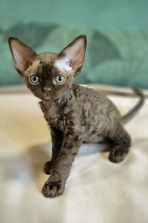Osman | Devon Rex Kitten
