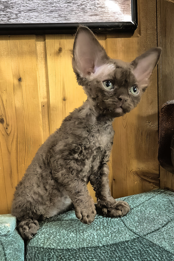 Osman | Devon Rex Kitten