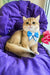 Ostin | British Shorthair Kitten