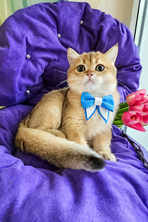 Ostin | British Shorthair Kitten