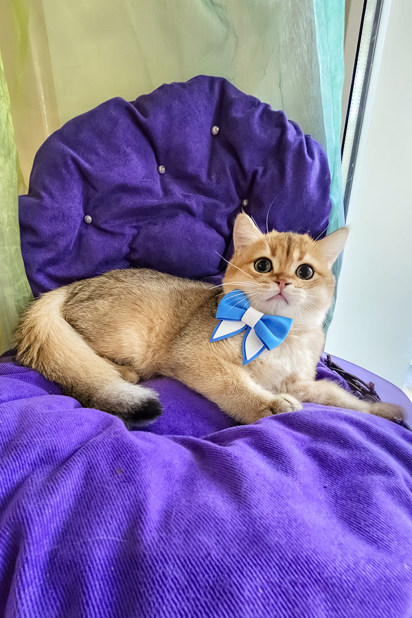 Ostin | British Shorthair Kitten