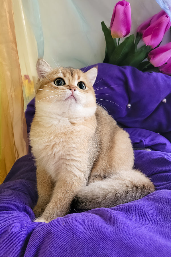 Ostin | British Shorthair Kitten