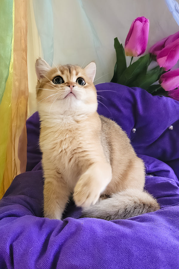 Ostin | British Shorthair Kitten