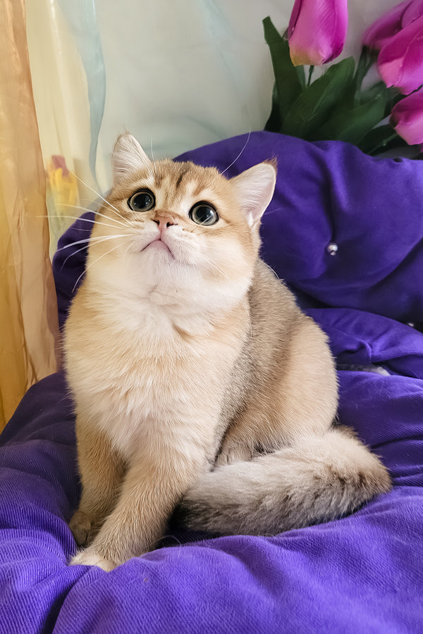 Ostin | British Shorthair Kitten