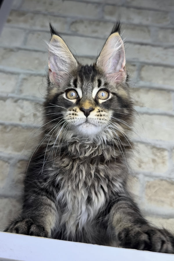 Ostin | Maine Coon Kitten