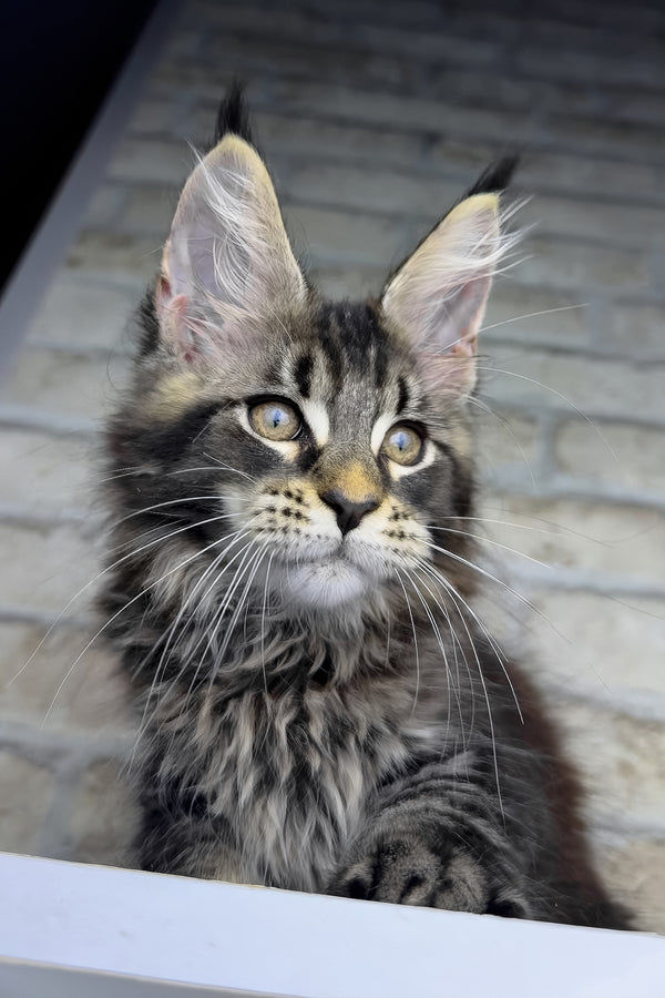 Ostin | Maine Coon Kitten