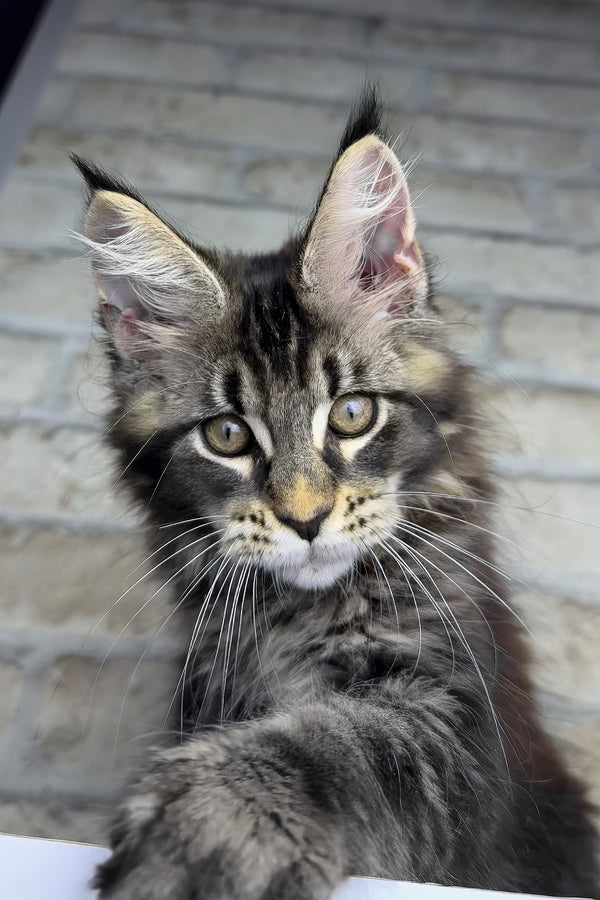 Ostin | Maine Coon Kitten