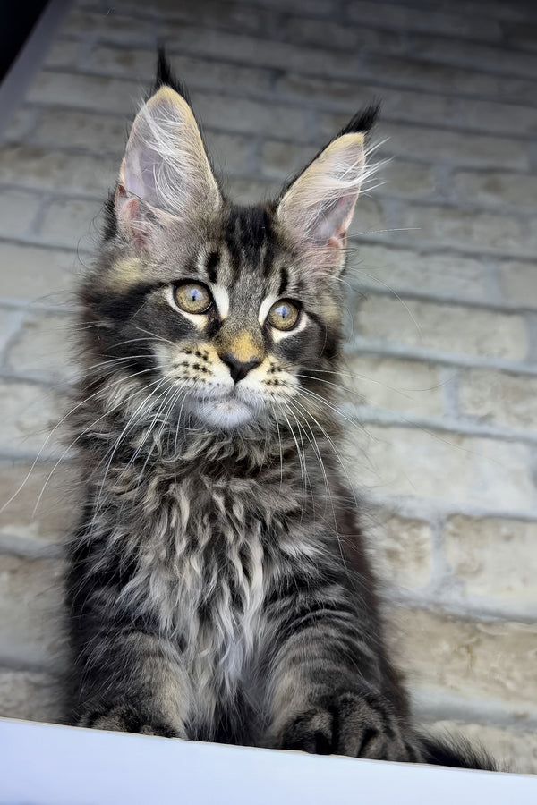 Ostin | Maine Coon Kitten