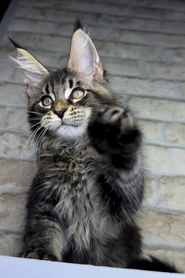 Ostin | Maine Coon Kitten