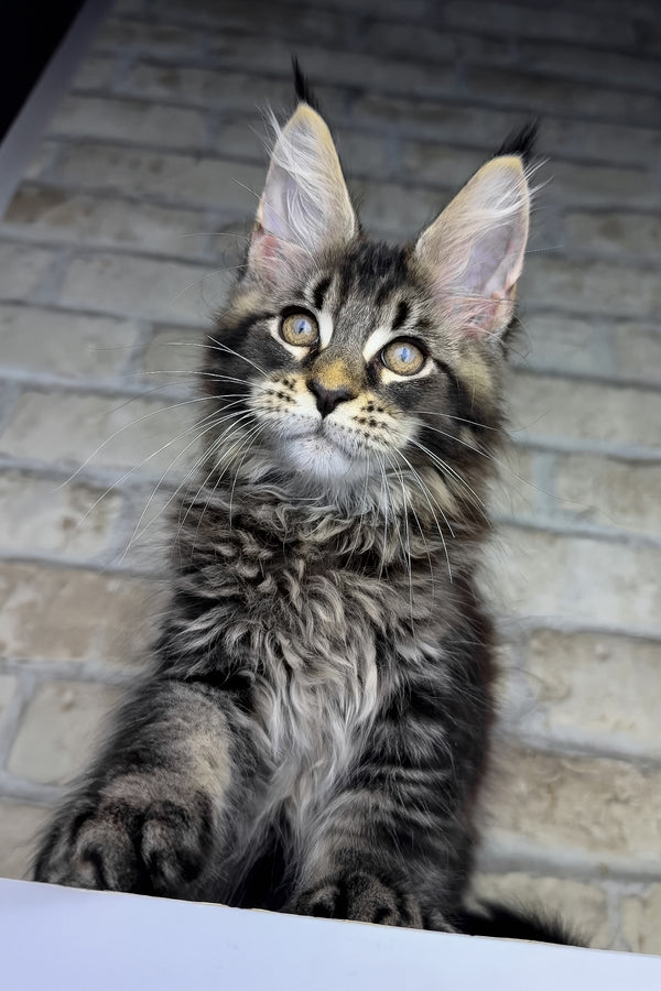 Ostin | Maine Coon Kitten