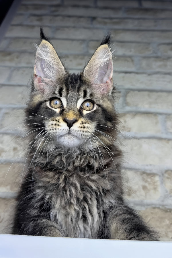 Ostin | Maine Coon Kitten
