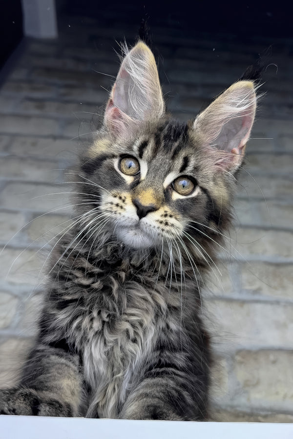 Ostin | Maine Coon Kitten