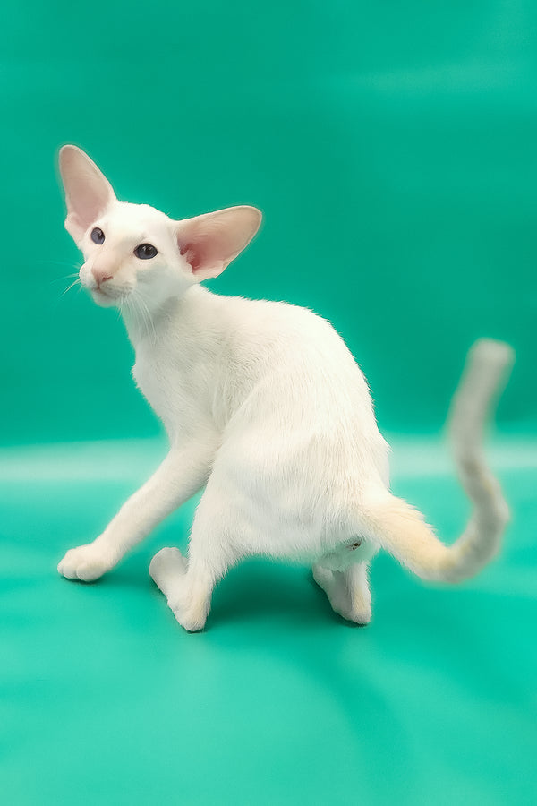 Oswald | Oriental Shorthair Kitten