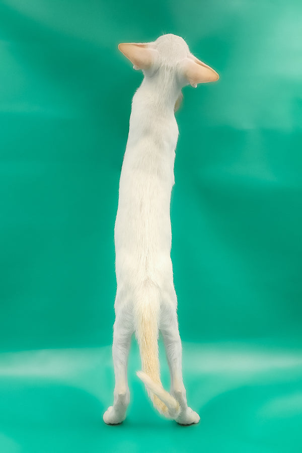 Oswald | Oriental Shorthair Kitten