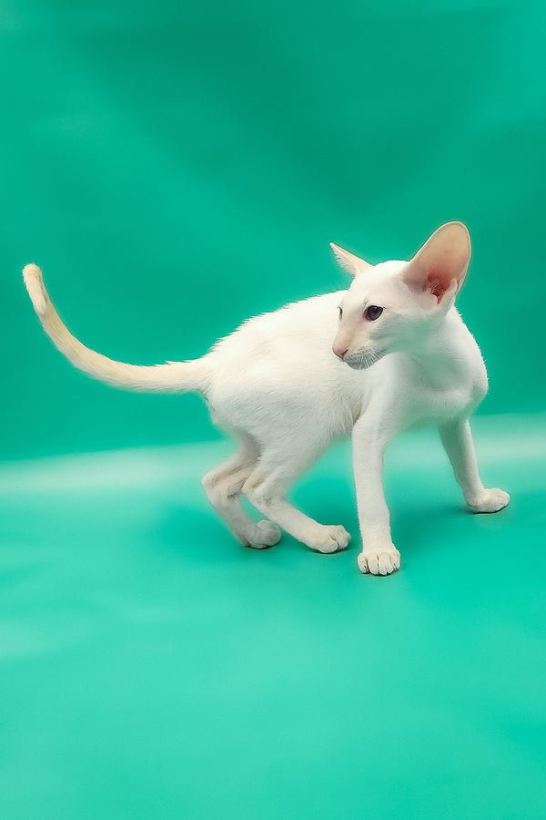Oswald | Oriental Shorthair Kitten