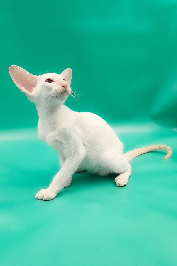 Oswald | Oriental Shorthair Kitten