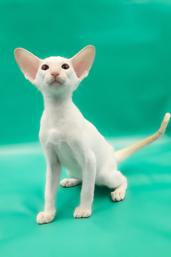Oswald | Oriental Shorthair Kitten