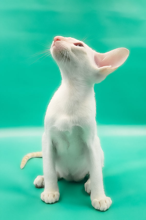 Oswald | Oriental Shorthair Kitten