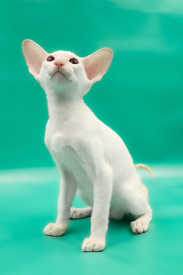 Oswald | Oriental Shorthair Kitten