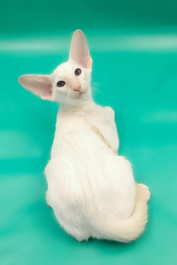 Oswald | Oriental Shorthair Kitten