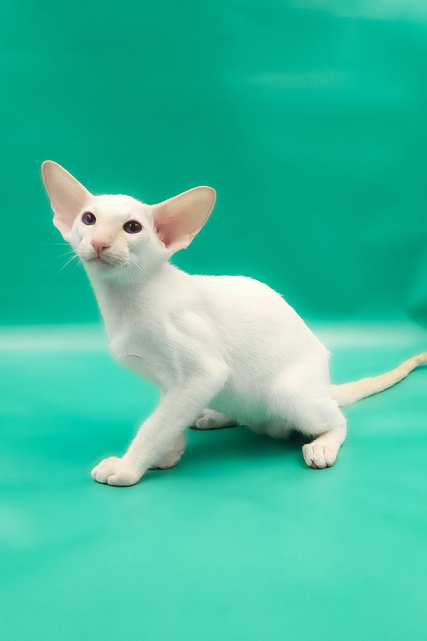 Oswald | Oriental Shorthair Kitten