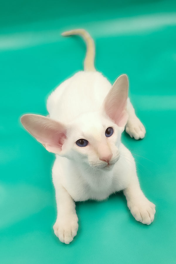 Oswald | Oriental Shorthair Kitten