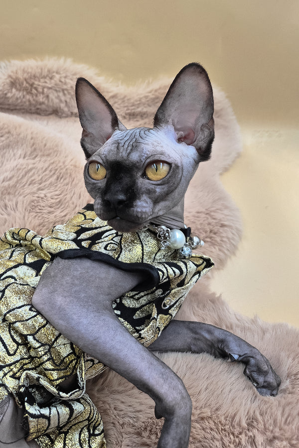 Otti | Canadian Sphynx Kitten