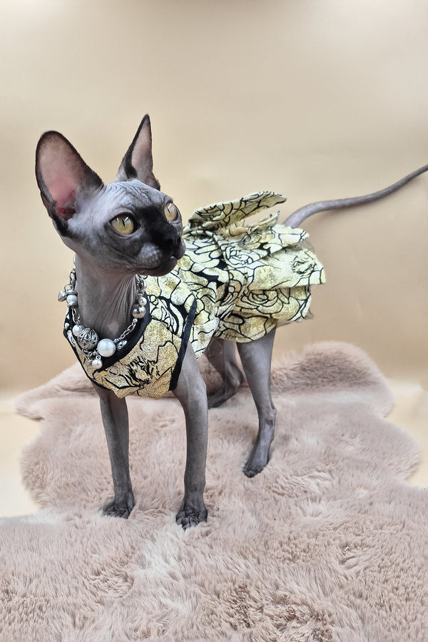 Otti | Canadian Sphynx Kitten