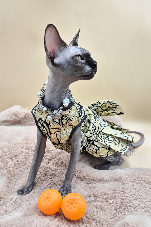 Otti | Canadian Sphynx Kitten