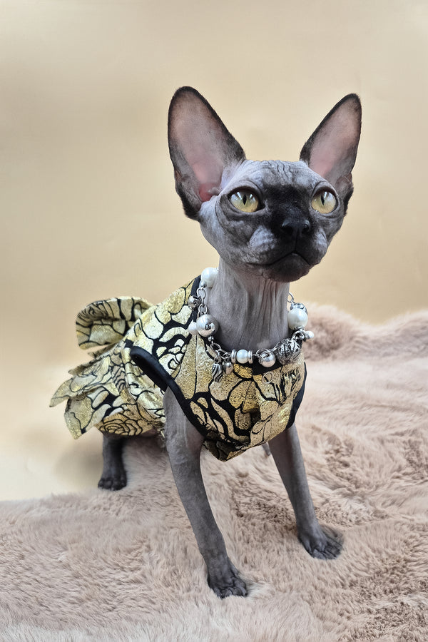 Otti | Canadian Sphynx Kitten
