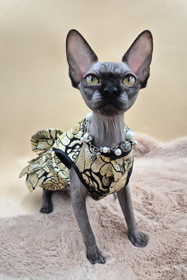 Otti | Canadian Sphynx Kitten