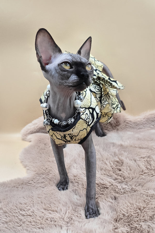 Otti | Canadian Sphynx Kitten
