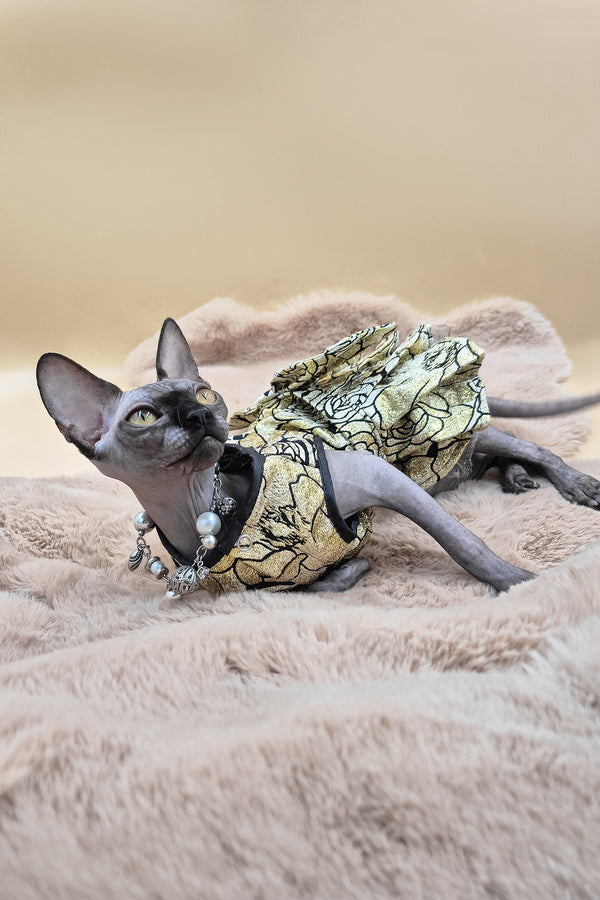 Otti | Canadian Sphynx Kitten