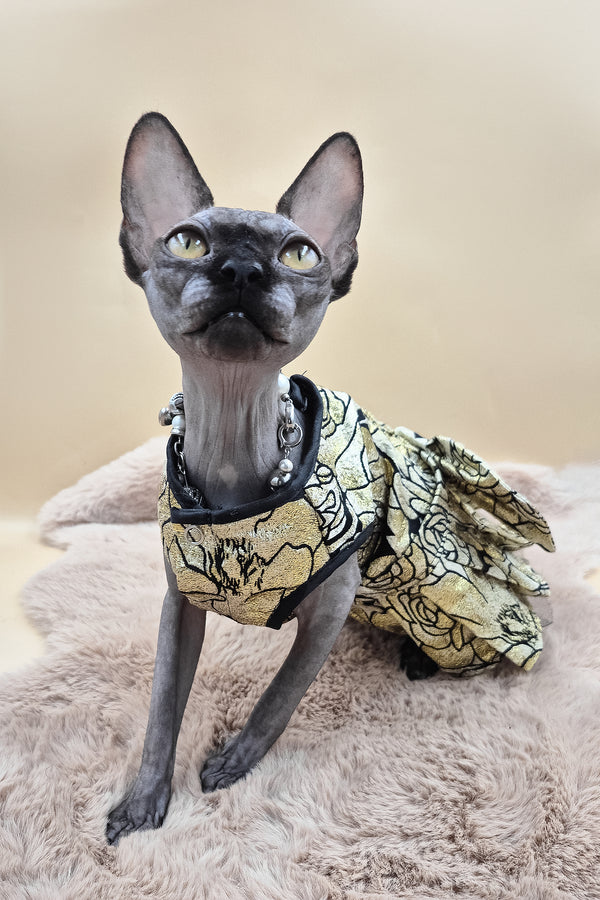Otti | Canadian Sphynx Kitten