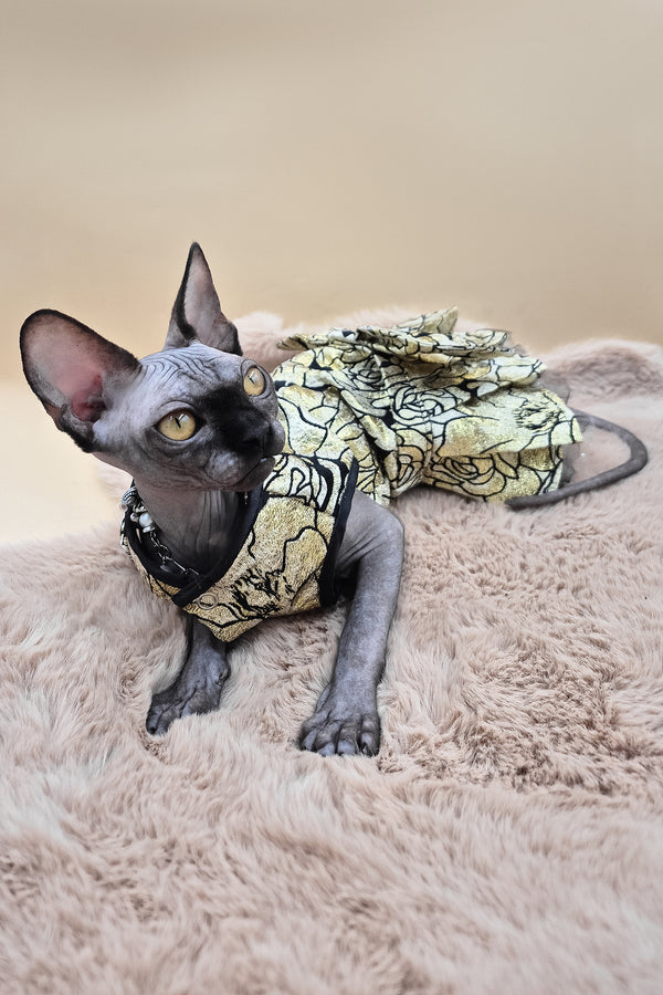 Otti | Canadian Sphynx Kitten