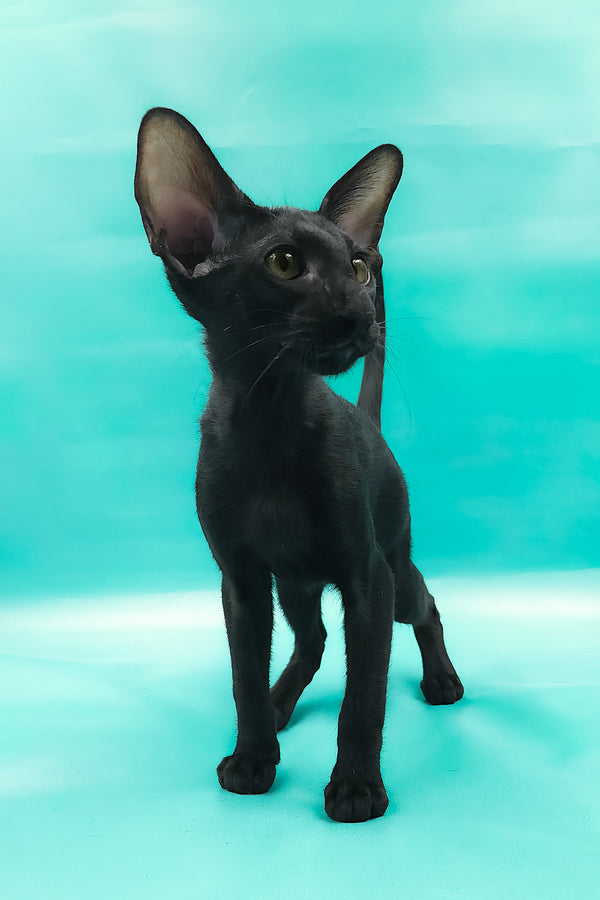 Otto | Oriental Shorthair Kitten