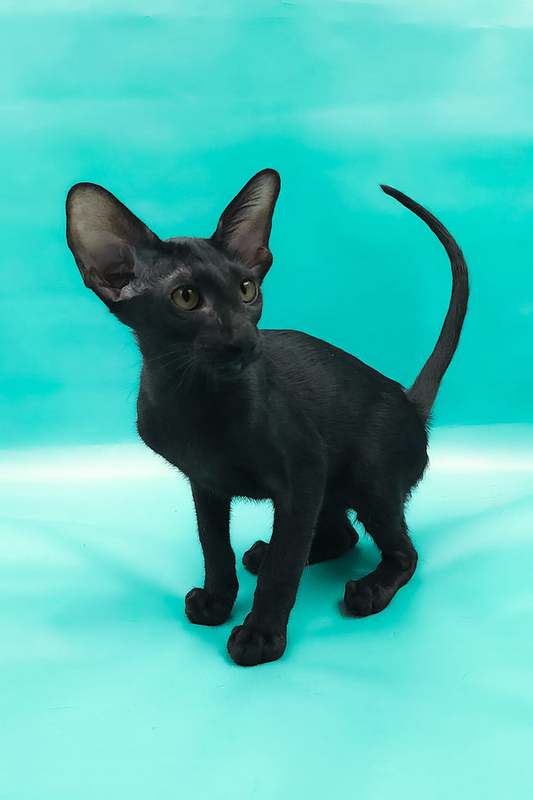Otto | Oriental Shorthair Kitten