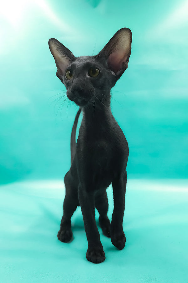 Otto | Oriental Shorthair Kitten