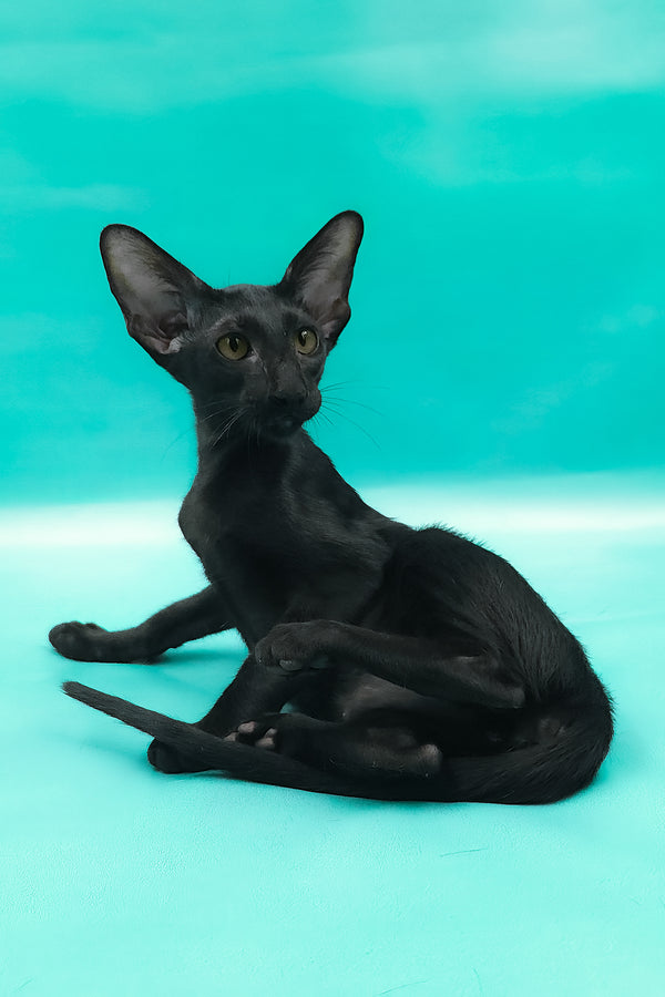 Otto | Oriental Shorthair Kitten