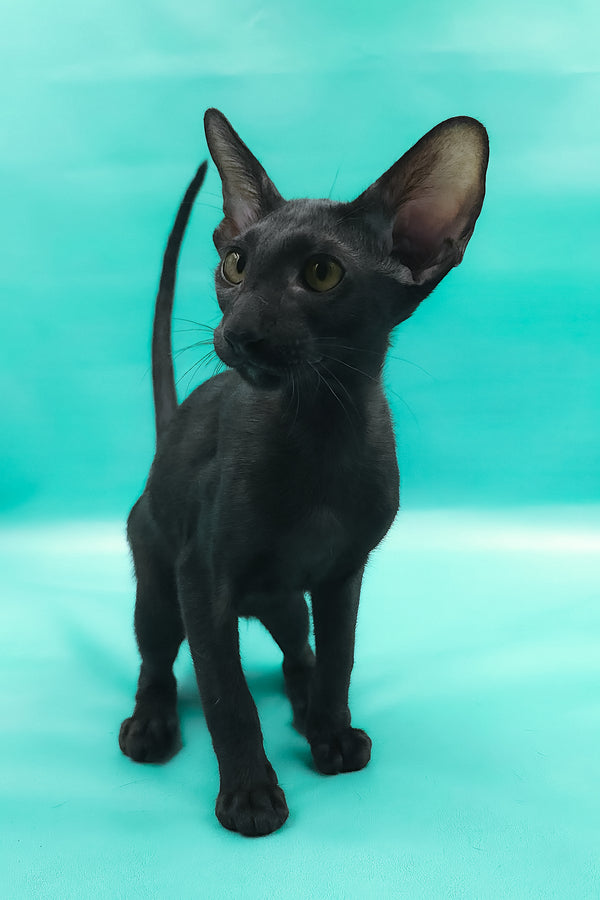 Otto | Oriental Shorthair Kitten