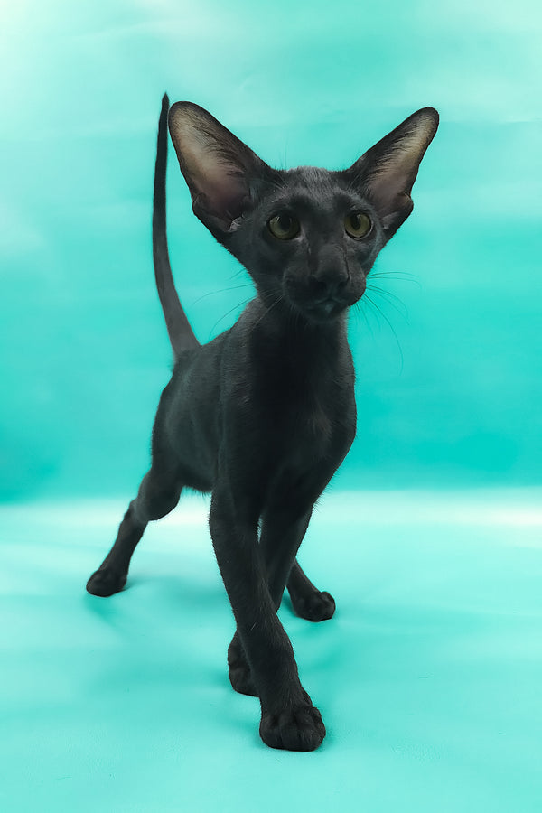 Otto | Oriental Shorthair Kitten
