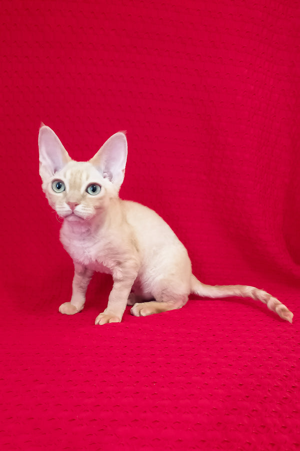Ozzy | Devon Rex Kitten