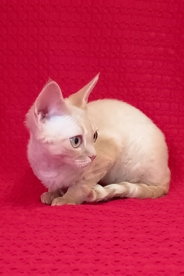 Ozzy | Devon Rex Kitten