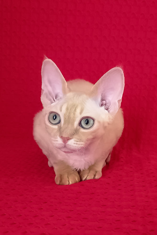 Ozzy | Devon Rex Kitten