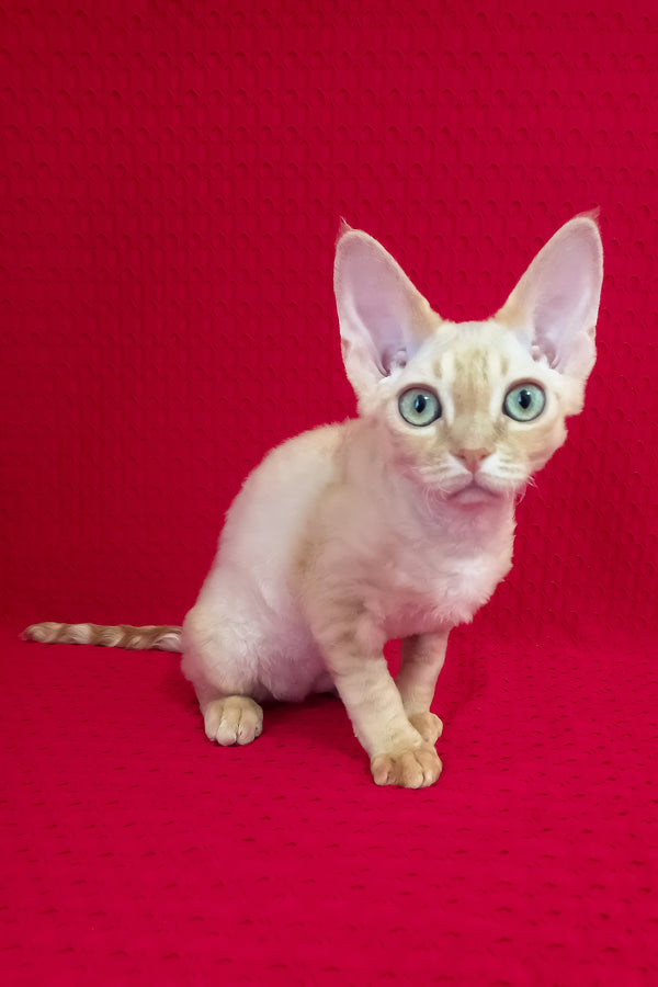 Ozzy | Devon Rex Kitten