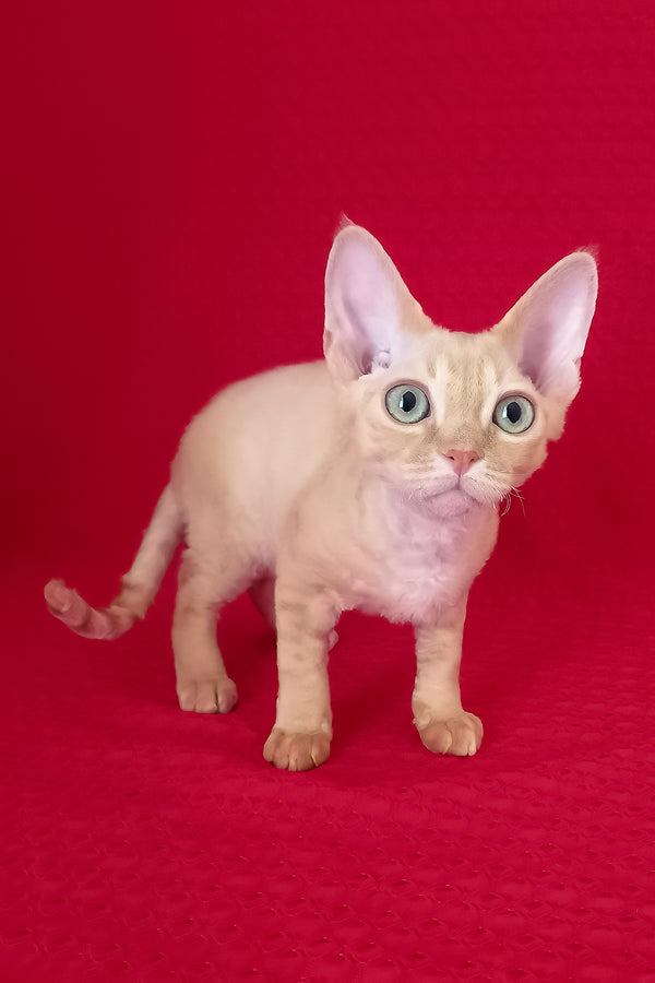 Ozzy | Devon Rex Kitten