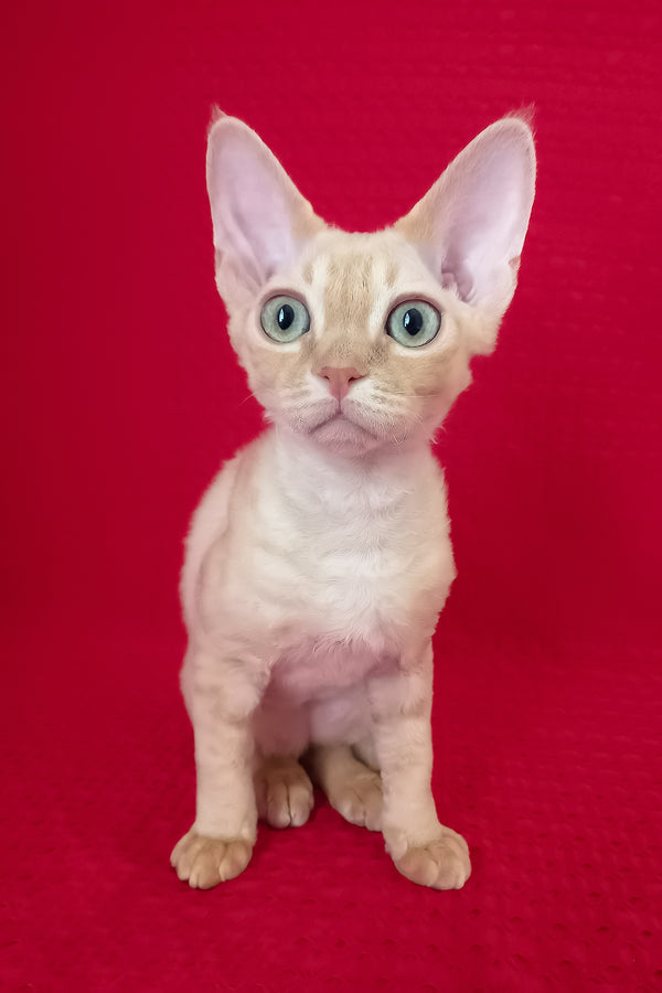 Ozzy | Devon Rex Kitten