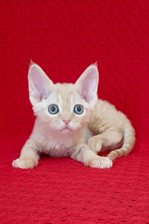 Ozzy | Devon Rex Kitten