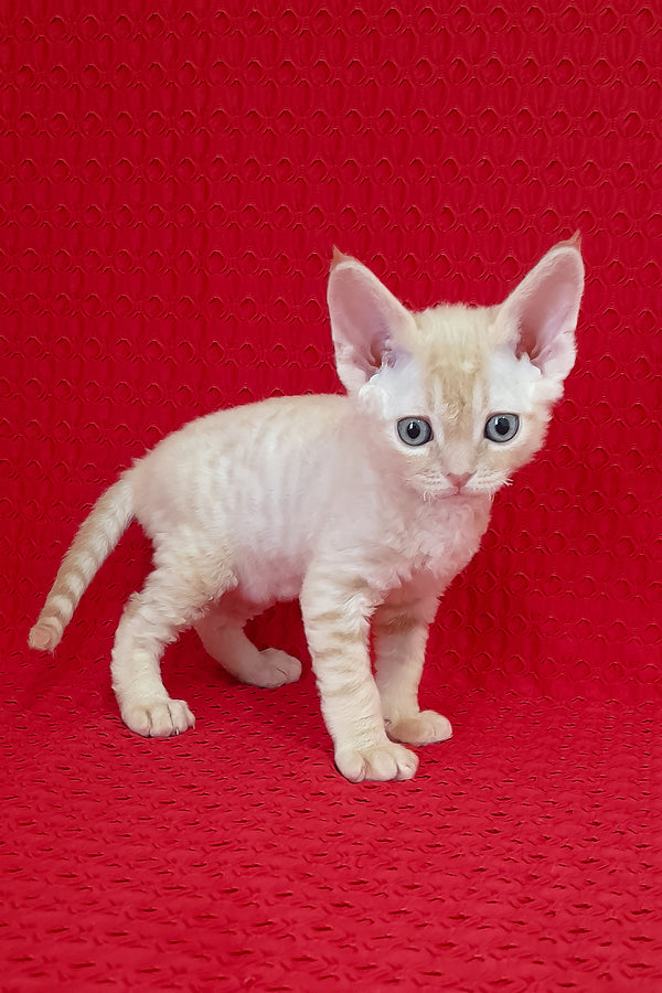 Ozzy | Devon Rex Kitten