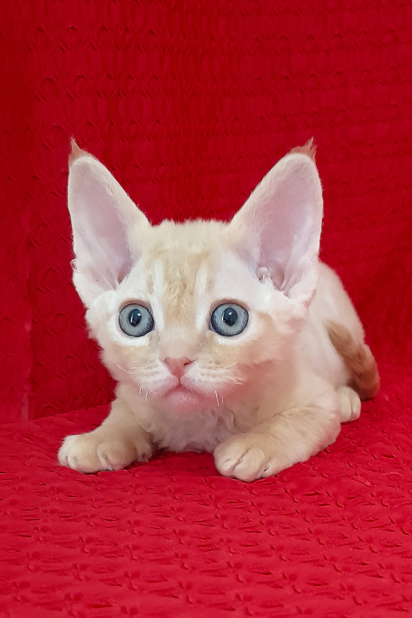 Ozzy | Devon Rex Kitten